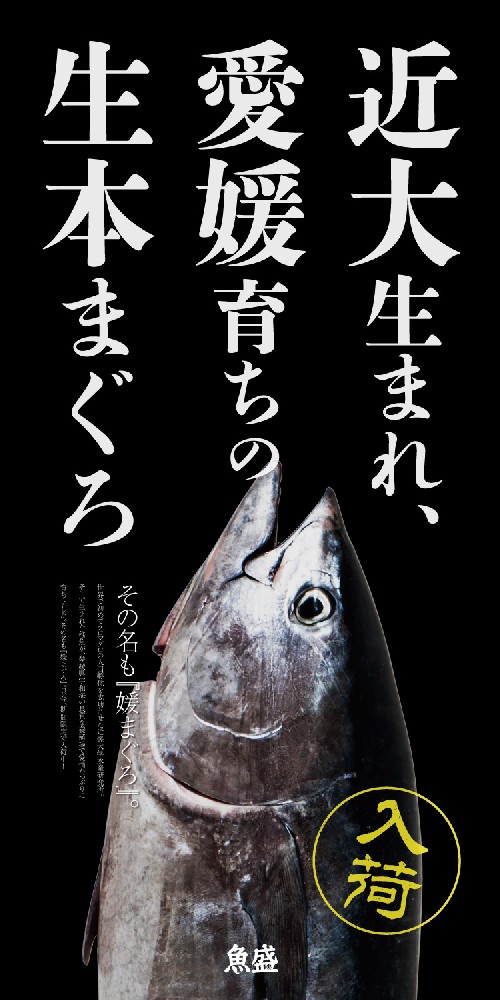 期間終了 近大生まれの媛まぐろ 本まぐろ 販売中です