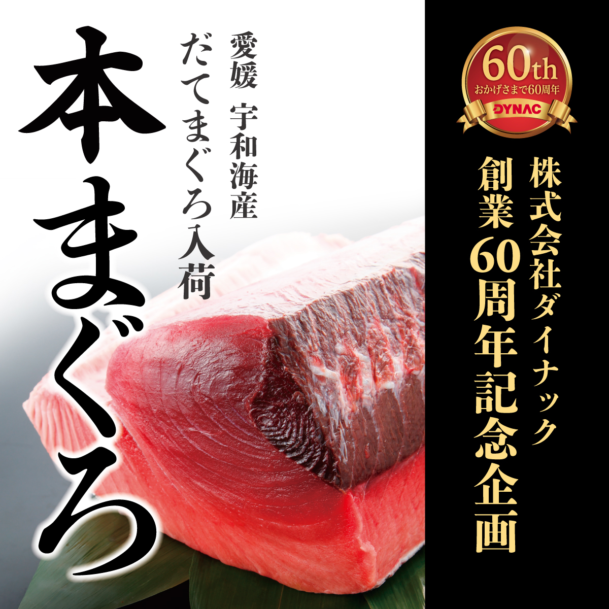 創業60周年記念特別メニュー販売 愛媛宇和海産 だてまぐろ